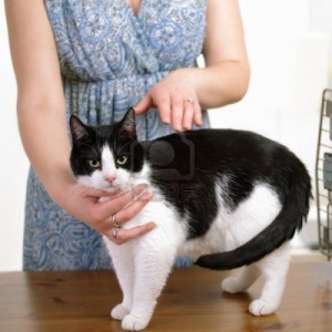 13787248-animal-reiki-therapy-cat-with-experienced-practitioner[1]