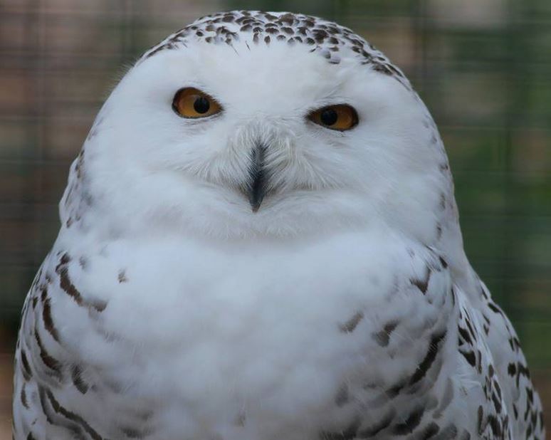 Raptor Sunday at Stillman Nature Center